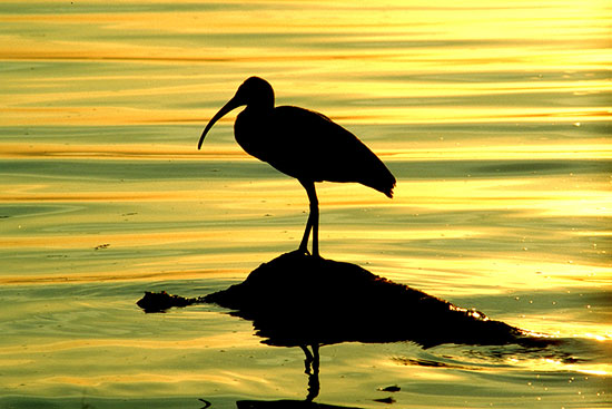 Sunbird II