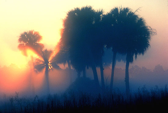 Palm Island