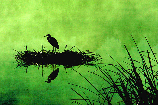Heron&rsquo;s Nest