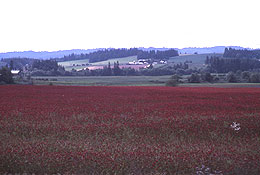 Red clover fields.