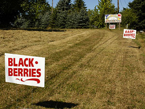 Blackberries and raspberries signs.