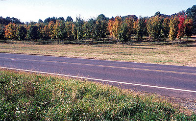 Wholesale tree nursery.