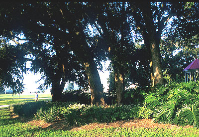 Grove of live oaks.