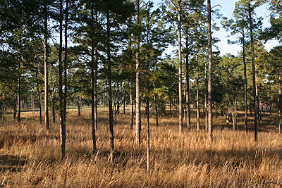 Wiregrass and longleaf pine habitat.