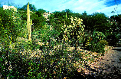 Saguaro cactus habitat.