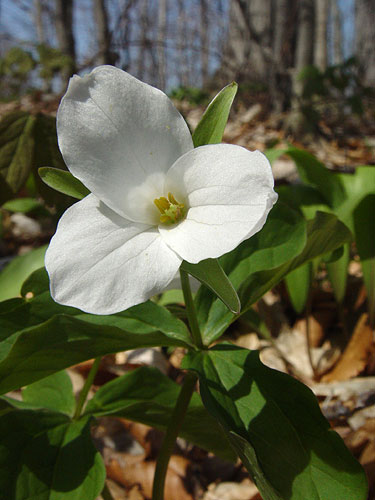 Trillium.