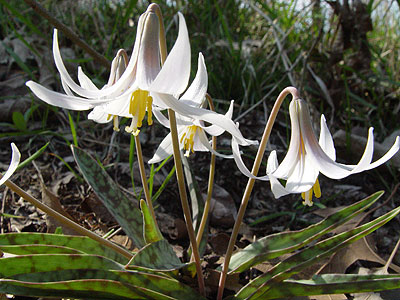 Trout lily.