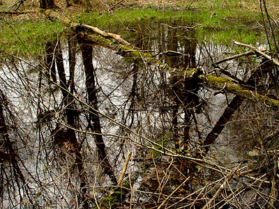 Vernal pools.