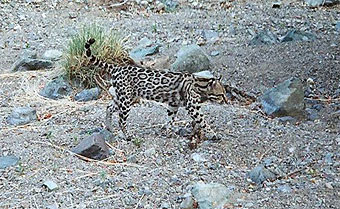 Wild ocelot in Sky Islands region.