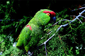 Thhick-billed parrot.