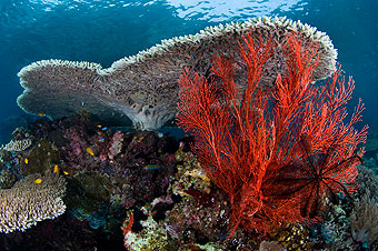 Coral reef with red sea fan.