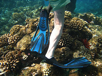 Flipper feet and coral.