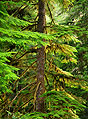 Ken Wu and the Fight for Canada's Remaining Pacific Coast Old-Growth, with Online Slideshow, by Joan and Rick Maloof