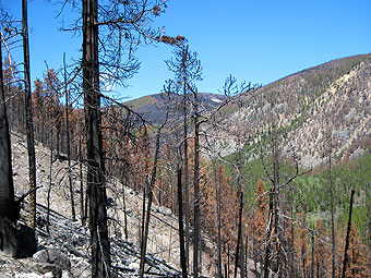 Cascade Fire, one year later