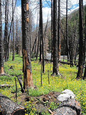 Regrowth two years after the Cascade Fire