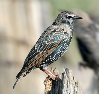 The European starling