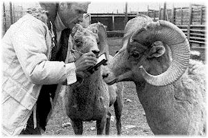 Dale Reed takes notes about bighorns near Fort Collins, Colorado. Photo by D. Reed, courtesy HCN.