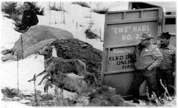 A bighorn release in Wyoming. Photo by D. Huber, courtesy Wyoming Game and Fish Department.