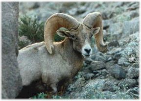 Rocky Mountain bighorn ram. Photo courtesy of Bighorn Institute.