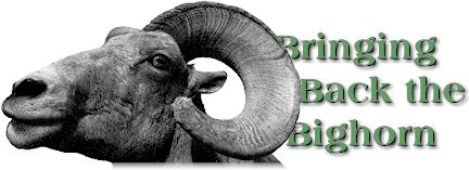 Bringing Back the Bighorn, by Lynn Bama