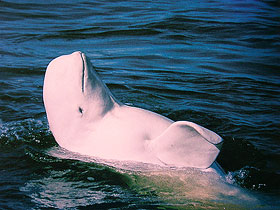 Concert in front of Vienna's City Hall.
