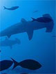 Guest Editorial: Restoring Abundant Oceans, by Andrew Sharpless, Oceana.