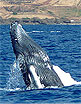 Bull Hill: To Wail with a Whale: Clarinet Meets Humpback Whale in Island Paradise, by David Rothenberg.