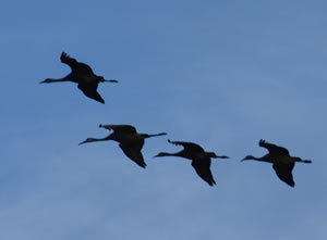 Sandhill cranes flying in for the evening on the Platte River near Alda, Nebraska, March 2012.