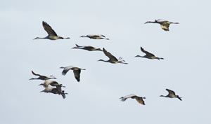Nearly 600,000 cranes migrate through southcentral Nebraska along the Platte River each spring.