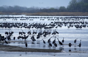 The cranes withstand all kinds of weather, from blizzards to thunderstorms to unseasonably warm.