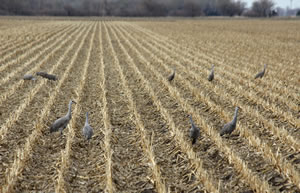 Cranes feeding in cornfields near the Nebraska Nature and Visitor Center in Alda.