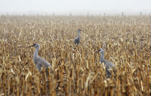 Sandhill cranes feeding in cornfields adjacent to the Audubon Rowe Sanctuary, on the Platte River.