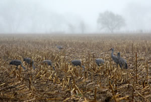 Cranes feeding in a cornfield among morning mist.
