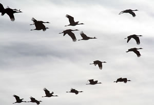 Cranes may migrate up to 500 miles per day. These Sandhills are overwintering at the Whitewater Draw Wildlife Area in southeastern Arizona, March 2010.