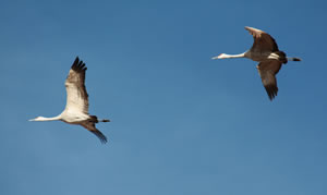 Cranes flying into the deep blue Arizona afternoon sky.