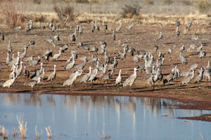 Sandhill cranes at Whitewater Draw, where fields are irrigated in winter to help support overwintering cranes and geese.