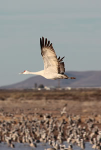 Sandhill crane in flight, with desert mountains beyond.