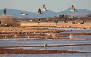 Sandhill cranes on a gorgeous Whitewater Draw afternoon.