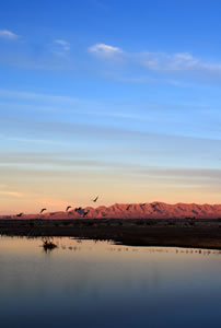 Sunset at Whitewater Draw, the Sandhill cranes hidden in shadow near the shore.
