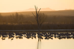 Early morning Sandhill cranes, Bosque del Apache National Wildlife Refuge along the Rio Grande in central New Mexico, January 2009.