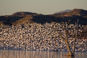 Snow geese rise en masse at Bosque del Apache.