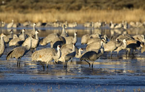 Sandhill cranes at Basque del Apache.