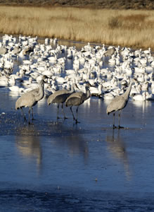 Sandhill cranes mingling with snow geese on an icy slough near the Rio Grande.