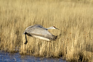 Taking flight.