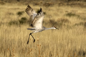 Departure is not unlike the dances the cranes undertake later along their migration.