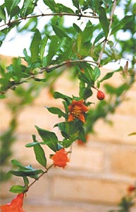 Pomegranate branches in bloom.