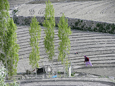 A woman hoes shortly after sunrise.