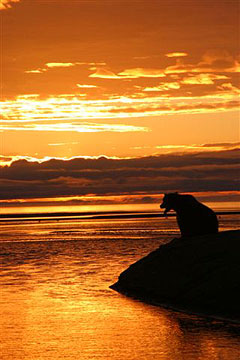 Bear near water. Photo by John Hohl.