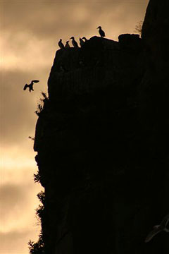 Cliff with puffins. Photo by John Hohl.