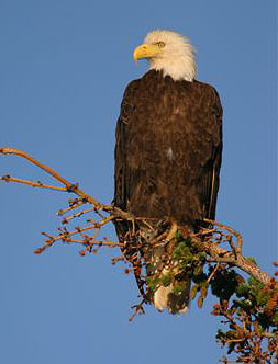 Bald eagle. Photo by John Hohl.